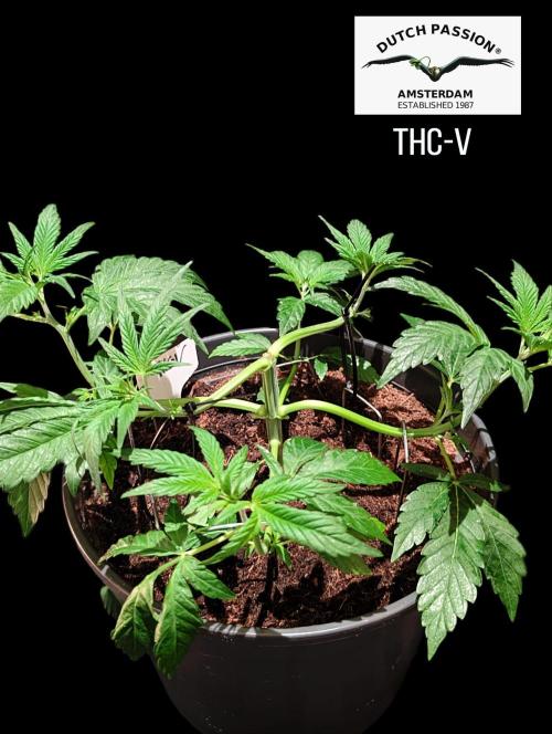 THC - Victory #2 - Sponsored by Biotabs. Week 4