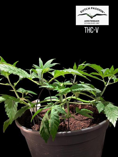 THC - Victory #2 - Sponsored by Biotabs. Week 4