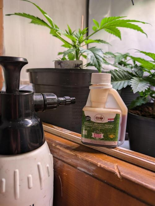 THC - Victory #2 - Sponsored by Biotabs. Week 4