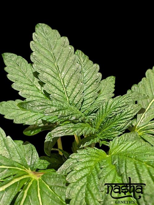 Snapple Apple - Sponsored by Biotabs. Week 4