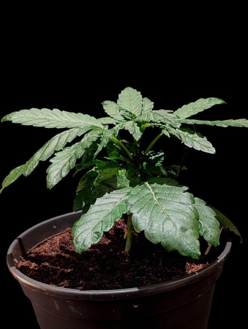 Snapple Apple - Sponsored by Biotabs. Week 4