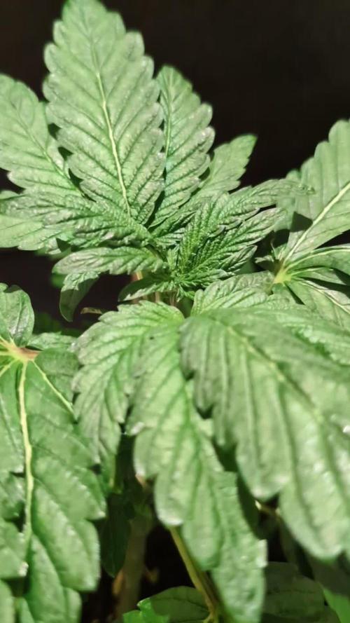 Snapple Apple - Sponsored by Biotabs