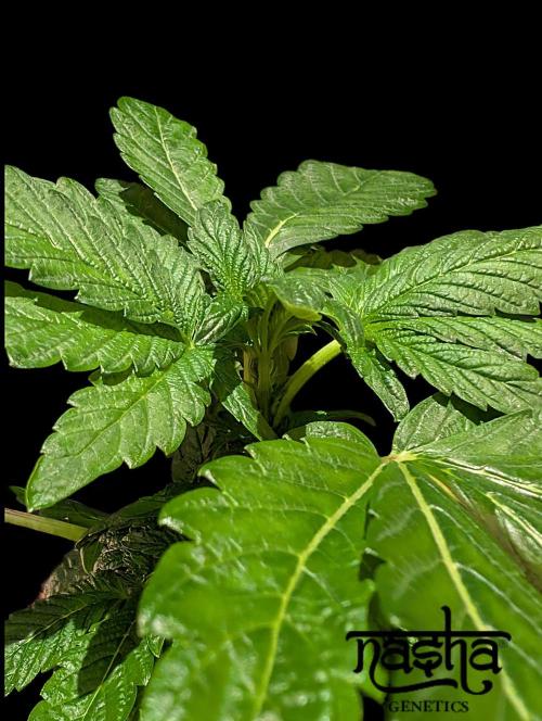 Snapple Apple - Sponsored by Biotabs. Week 4