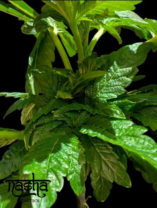 Snapple Apple - Sponsored by Biotabs. Week 4