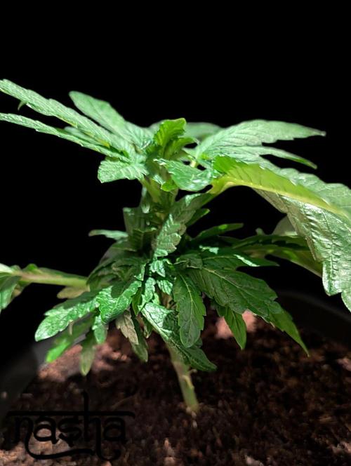 Snapple Apple - Sponsored by Biotabs. Week 4