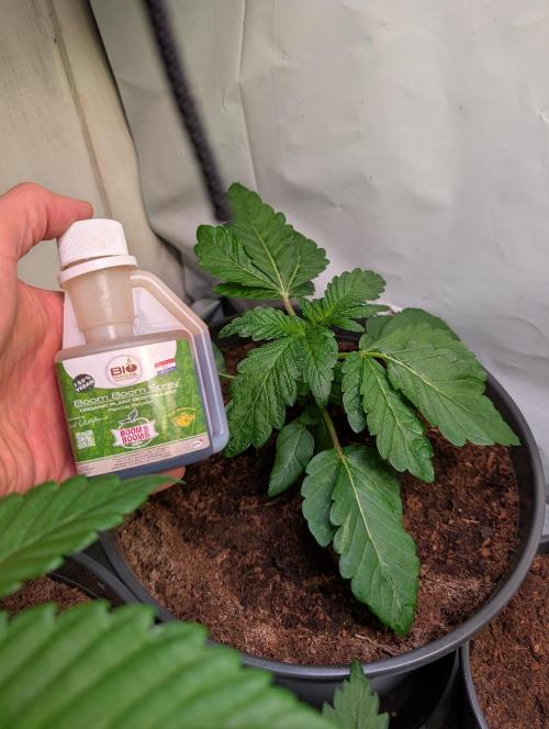 Snapple Apple - Sponsored by Biotabs. Week 4