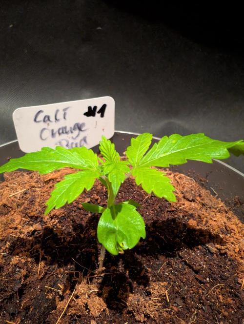Cali Orange Bud - BioTabs.nl Grow. Week 2