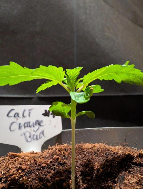 Cali Orange Bud - BioTabs.nl Grow. Week 2