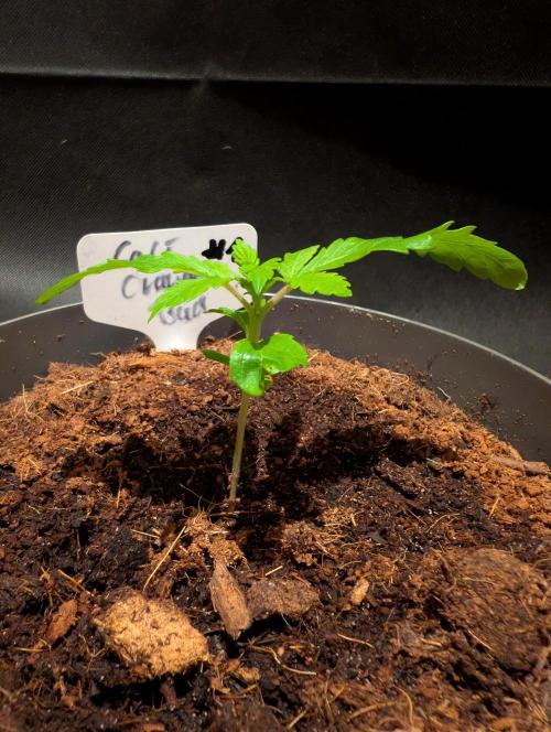 Cali Orange Bud - BioTabs.nl Grow. Week 2