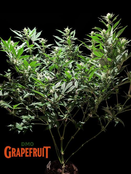 DMO Grapefruit #1 - Good Times Genetics. Week 10