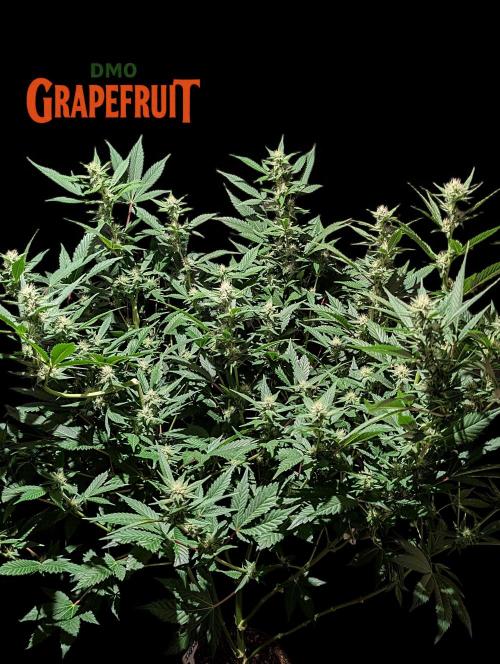 DMO Grapefruit #1 - Good Times Genetics. Week 10