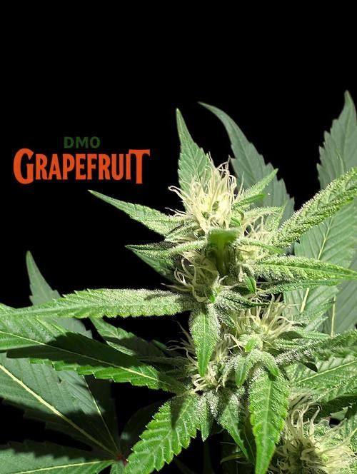 DMO Grapefruit #1 - Good Times Genetics. Week 10