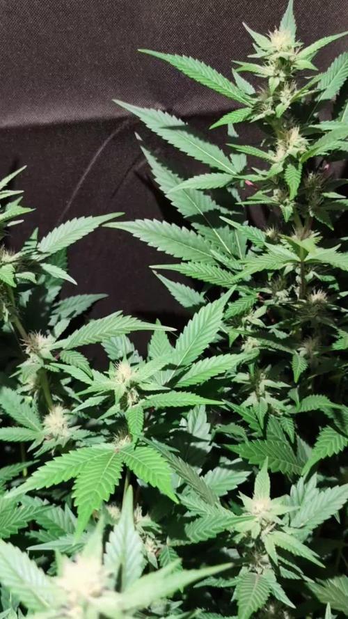 DMO Grapefruit #1 - Good Times Genetics