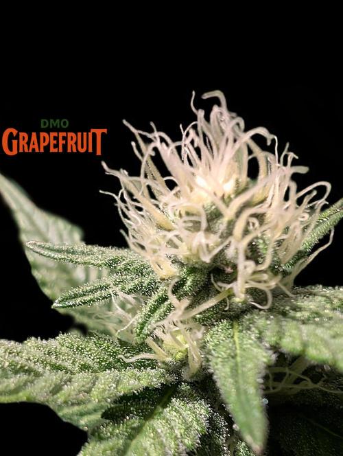 DMO Grapefruit #1 - Good Times Genetics. Week 10
