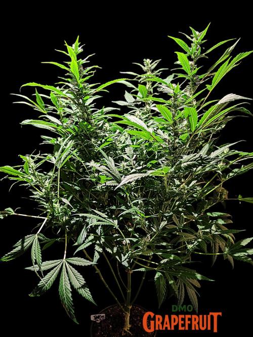 DMO Grapefruit #2 - Good Times Genetics. Week 10