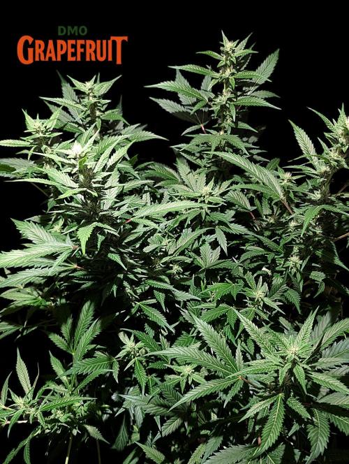 DMO Grapefruit #2 - Good Times Genetics. Week 10