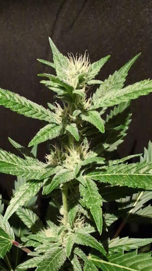 DMO Grapefruit #2 - Good Times Genetics