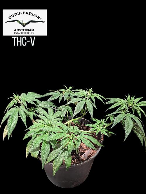THC - Victory #2 - Sponsored by Biotabs. Week 5