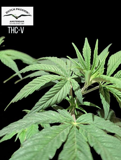 THC - Victory #2 - Sponsored by Biotabs. Week 5