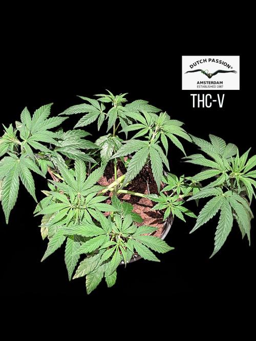 THC - Victory #2 - Sponsored by Biotabs. Week 5
