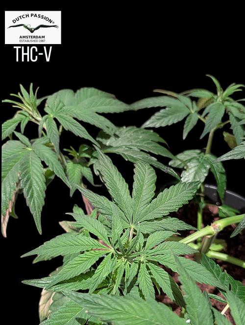 THC - Victory #2 - Sponsored by Biotabs. Week 5