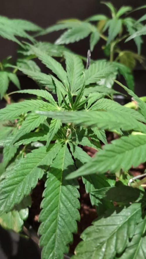 THC - Victory #2 - Sponsored by Biotabs