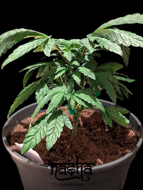 Snapple Apple - Sponsored by Biotabs. Week 5