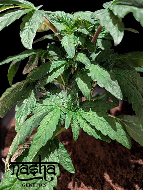 Snapple Apple - Sponsored by Biotabs. Week 5