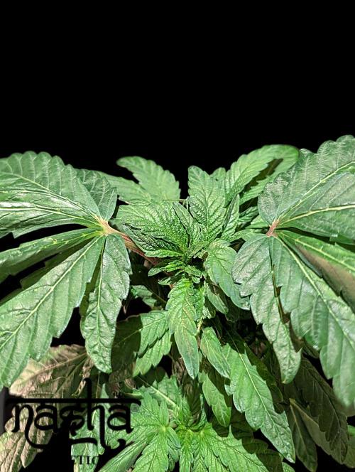 Snapple Apple - Sponsored by Biotabs. Week 5