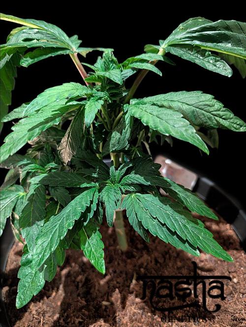 Snapple Apple - Sponsored by Biotabs. Week 5