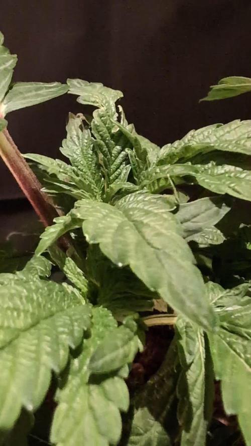 Snapple Apple - Sponsored by Biotabs