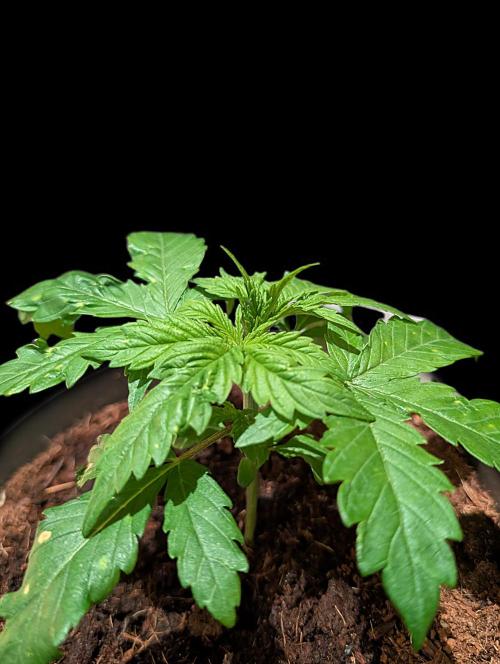 Cali Orange Bud - BioTabs.nl Grow. Week 3