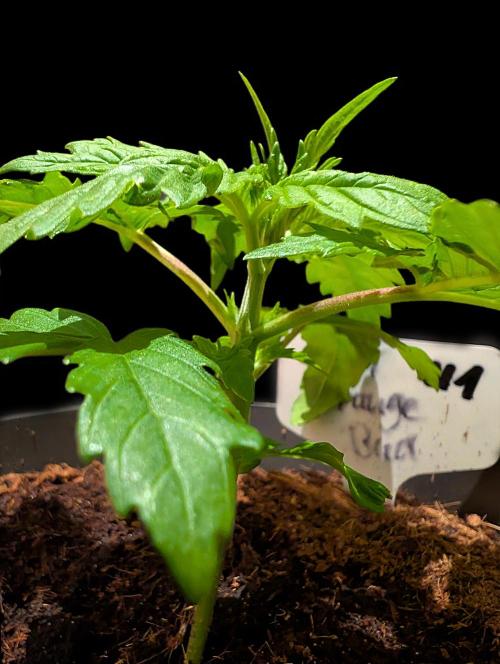 Cali Orange Bud - BioTabs.nl Grow. Week 3