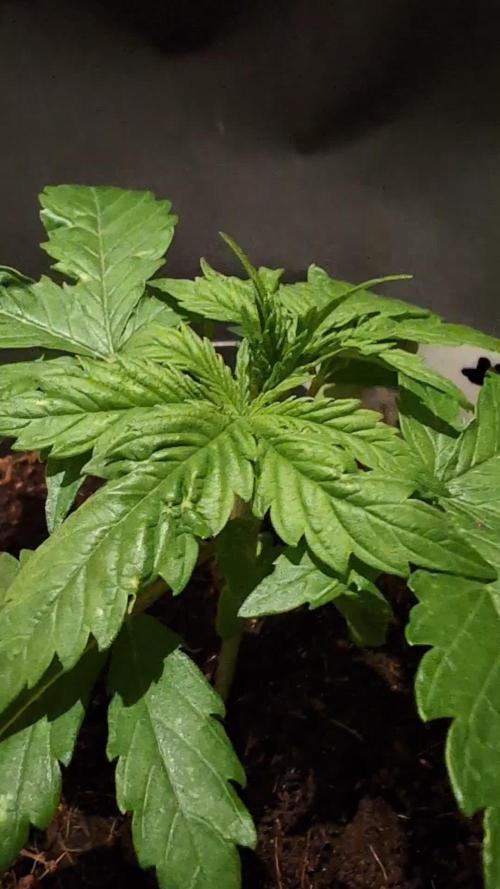 Cali Orange Bud - BioTabs.nl Grow