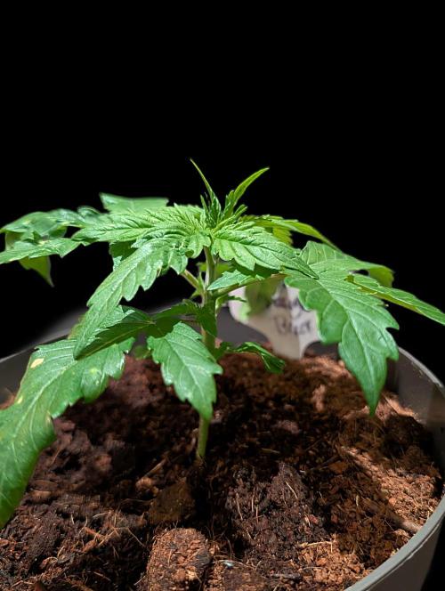 Cali Orange Bud - BioTabs.nl Grow. Week 3