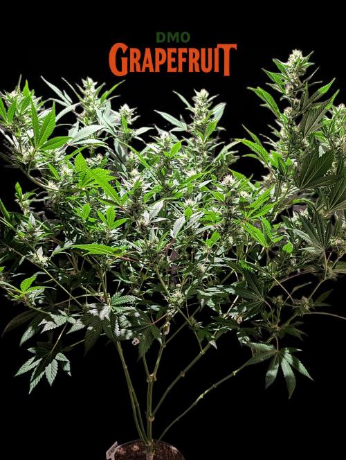 DMO Grapefruit #2 - Good Times Genetics. Week 11
