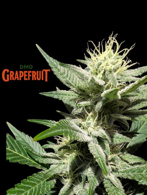 DMO Grapefruit #2 - Good Times Genetics. Week 11
