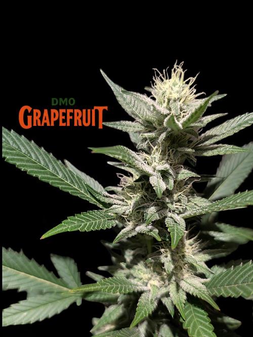 DMO Grapefruit #2 - Good Times Genetics. Week 11