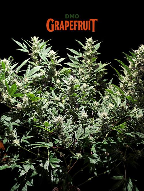 DMO Grapefruit #2 - Good Times Genetics. Week 11