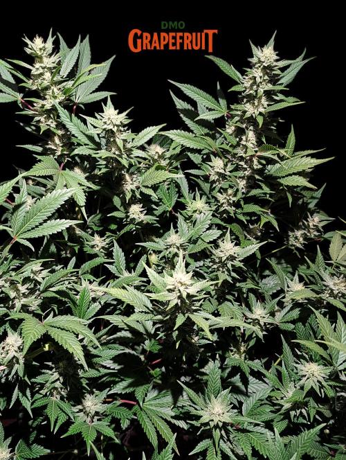 DMO Grapefruit #2 - Good Times Genetics. Week 11