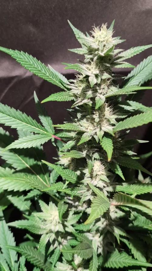 DMO Grapefruit #2 - Good Times Genetics