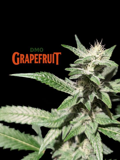 DMO Grapefruit #1 - Good Times Genetics. Week 11