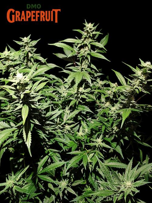 DMO Grapefruit #1 - Good Times Genetics. Week 11