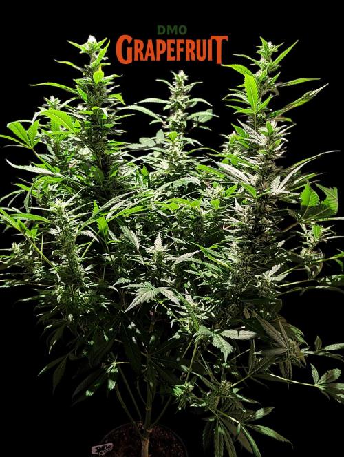 DMO Grapefruit #1 - Good Times Genetics. Week 11