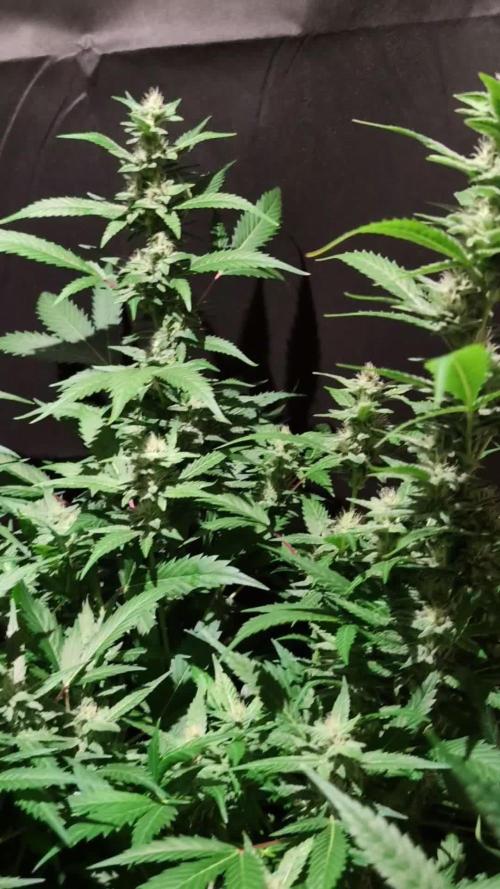 DMO Grapefruit #1 - Good Times Genetics