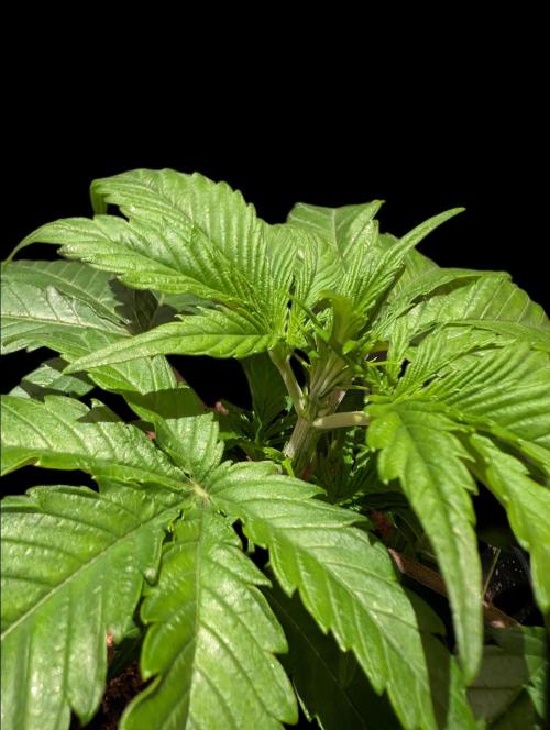 Cali Orange Bud - BioTabs.nl Grow. Week 4