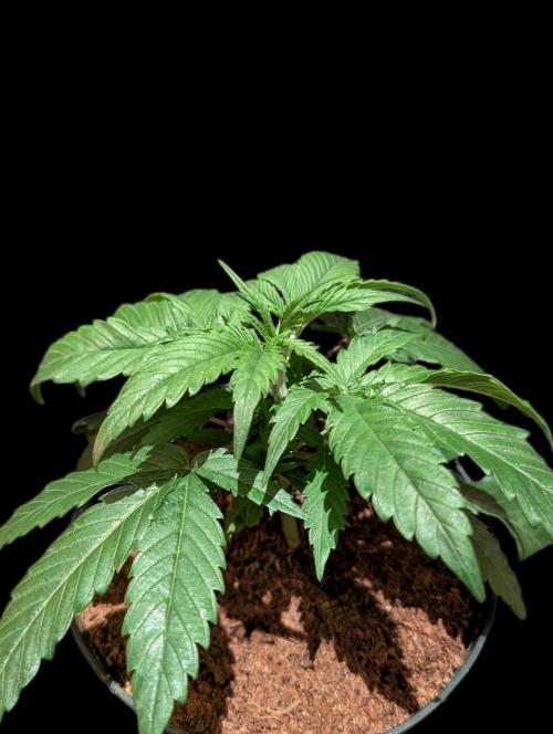 Cali Orange Bud - BioTabs.nl Grow. Week 4