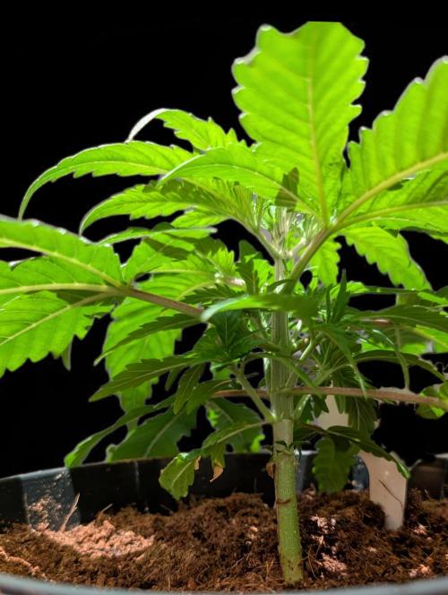 Cali Orange Bud - BioTabs.nl Grow. Week 4