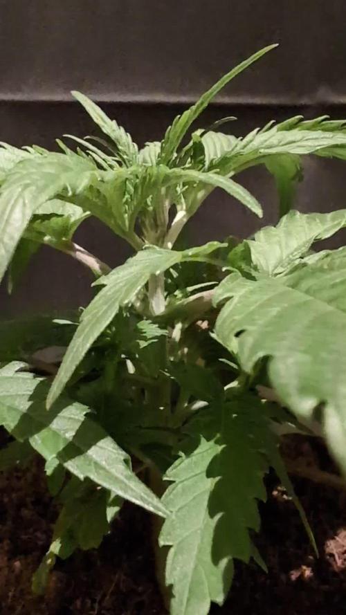 Cali Orange Bud - BioTabs.nl Grow