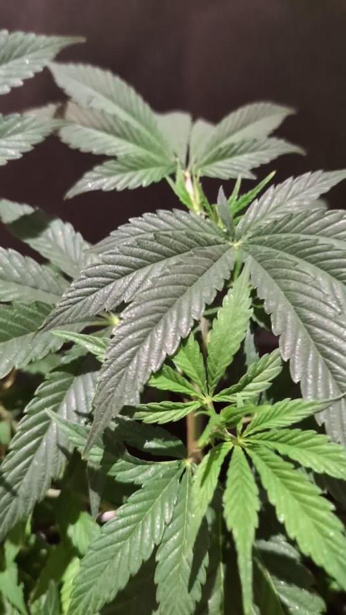 THC - Victory #2 - Sponsored by Biotabs